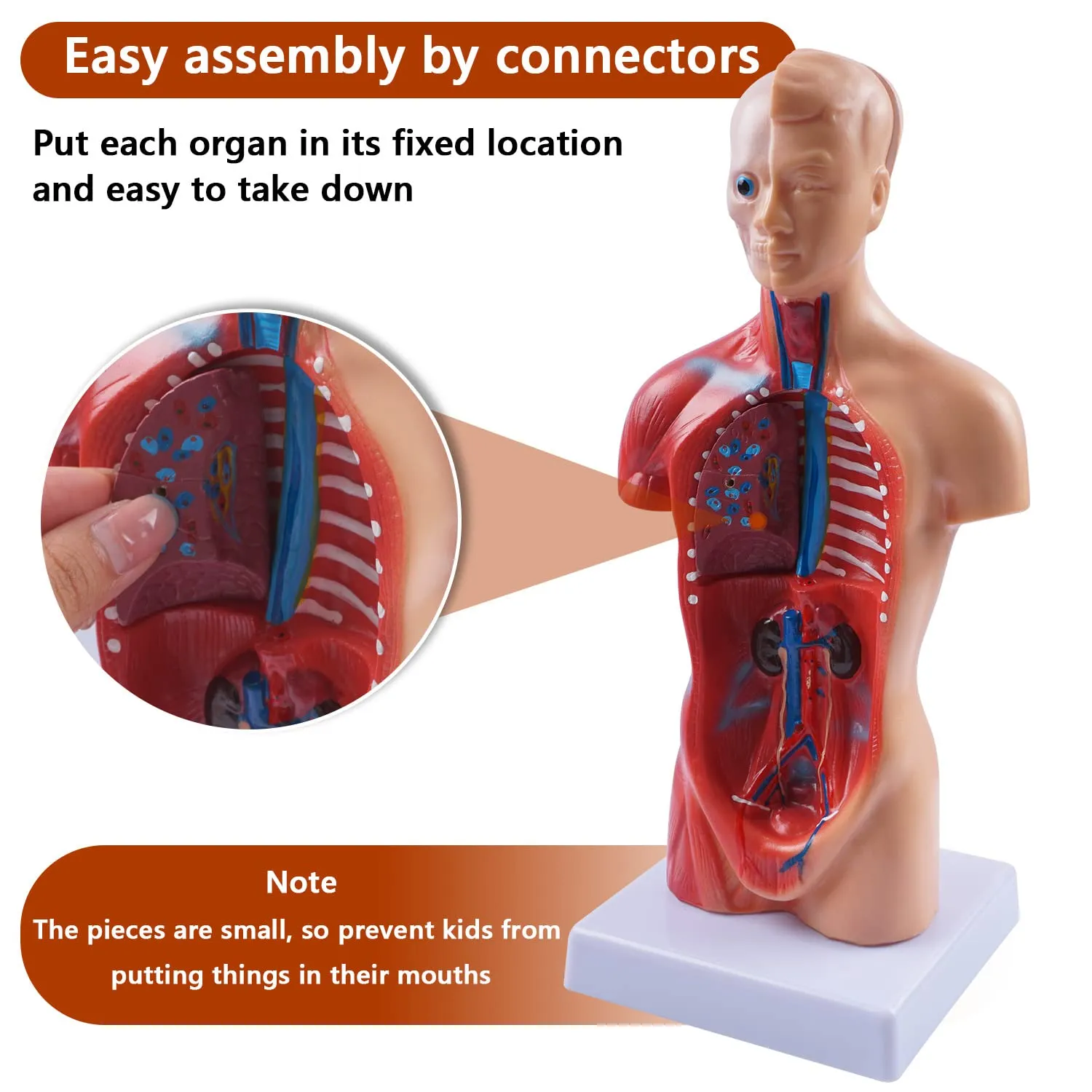breesky 10.5inch Medical Torso Human Body Model Anatomy Doll 15 Removable Parts Education Organs Model for Teaching Study Class Students