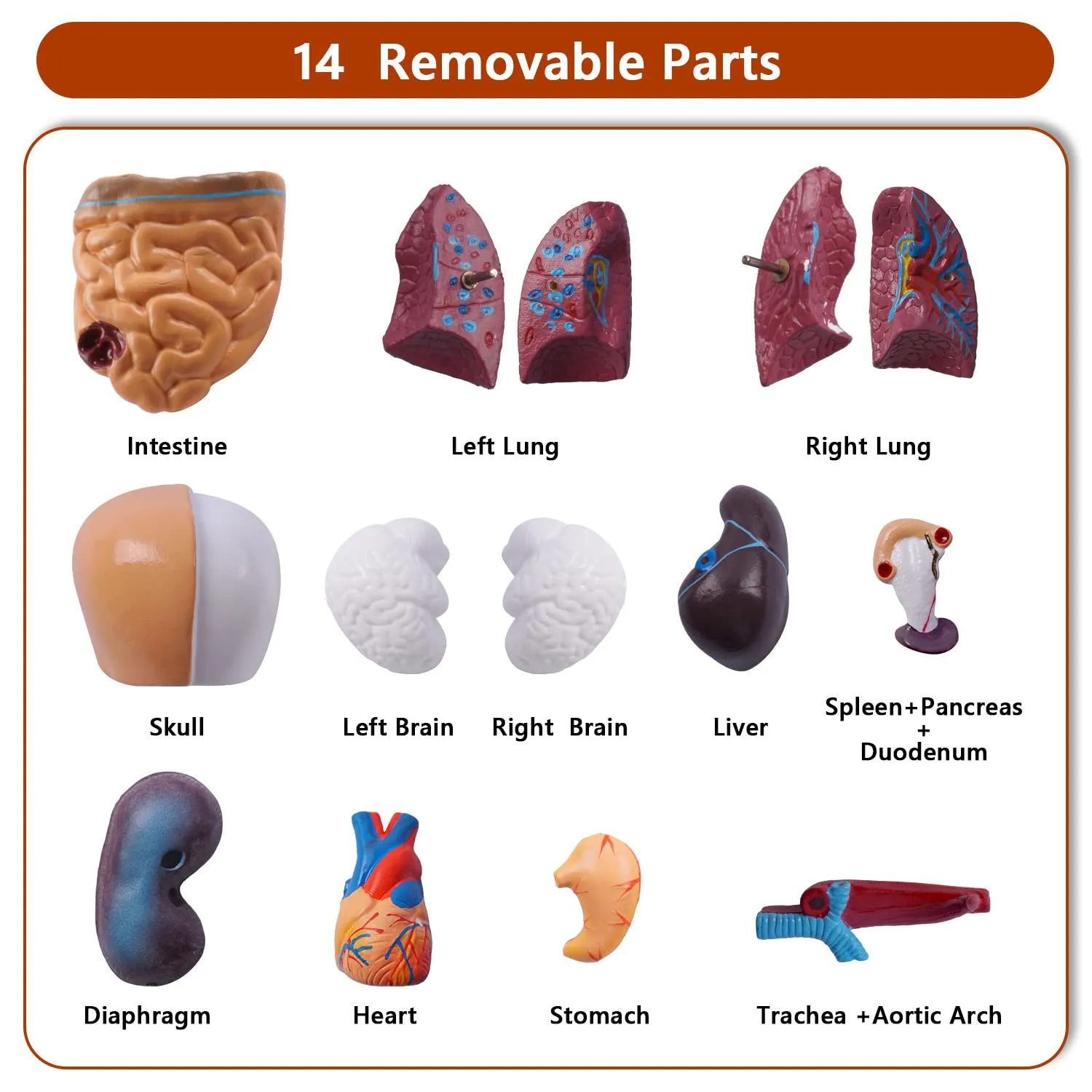 breesky 10.5inch Medical Torso Human Body Model Anatomy Doll 15 Removable Parts Education Organs Model for Teaching Study Class Students