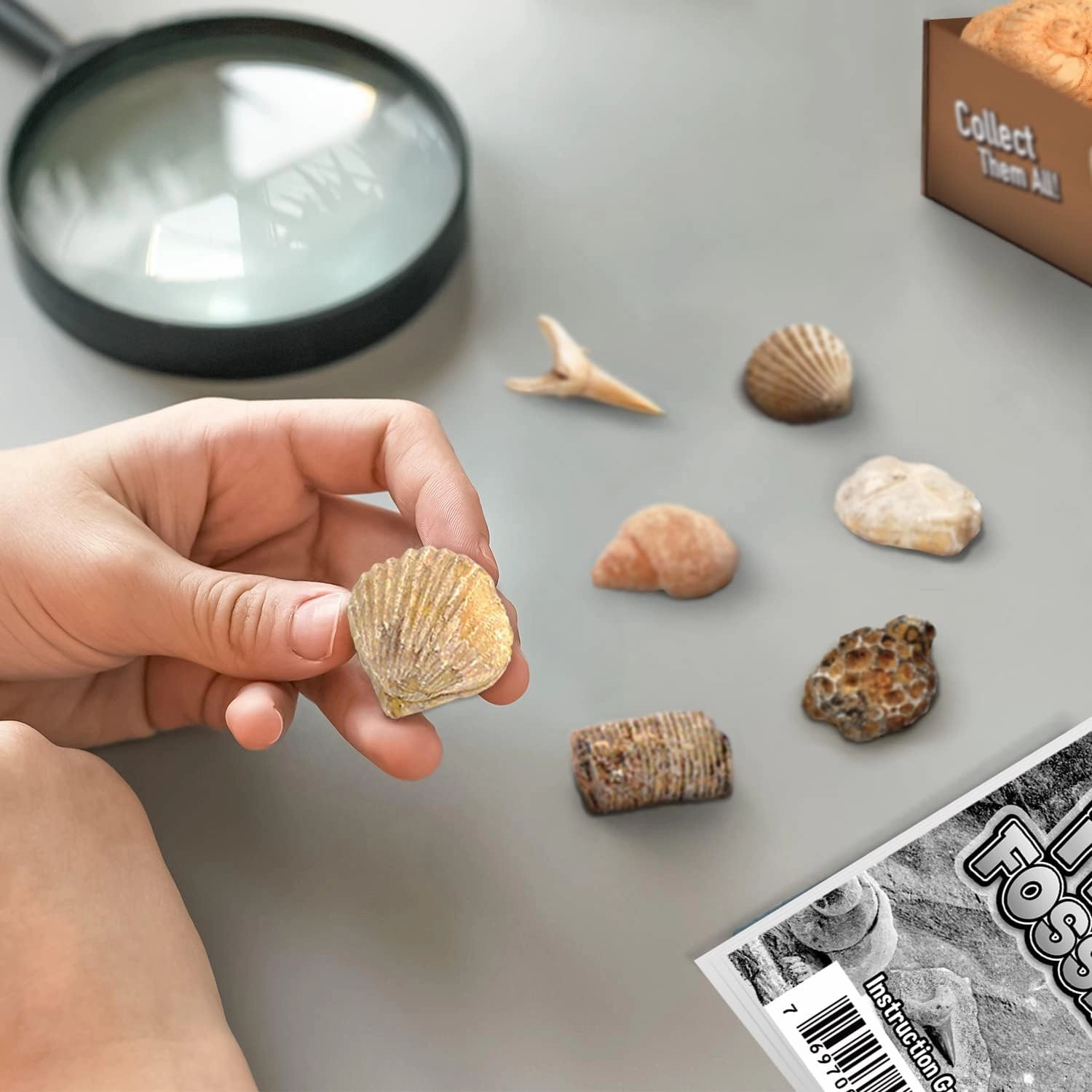 Byncceh Fossil Dig Kit - Educational STEM Science Toys for Kids Ages 6  - Dig Up 12 Fossils Real & Dinosaur Bones Rocks - Digging Activities Kits - Paleontology, Discovery Gifts for Boys & Girls