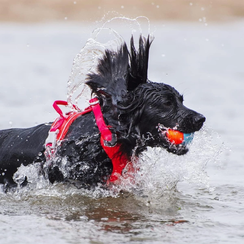 Chuckit! Amphibious Fetch Balls Dog Toy