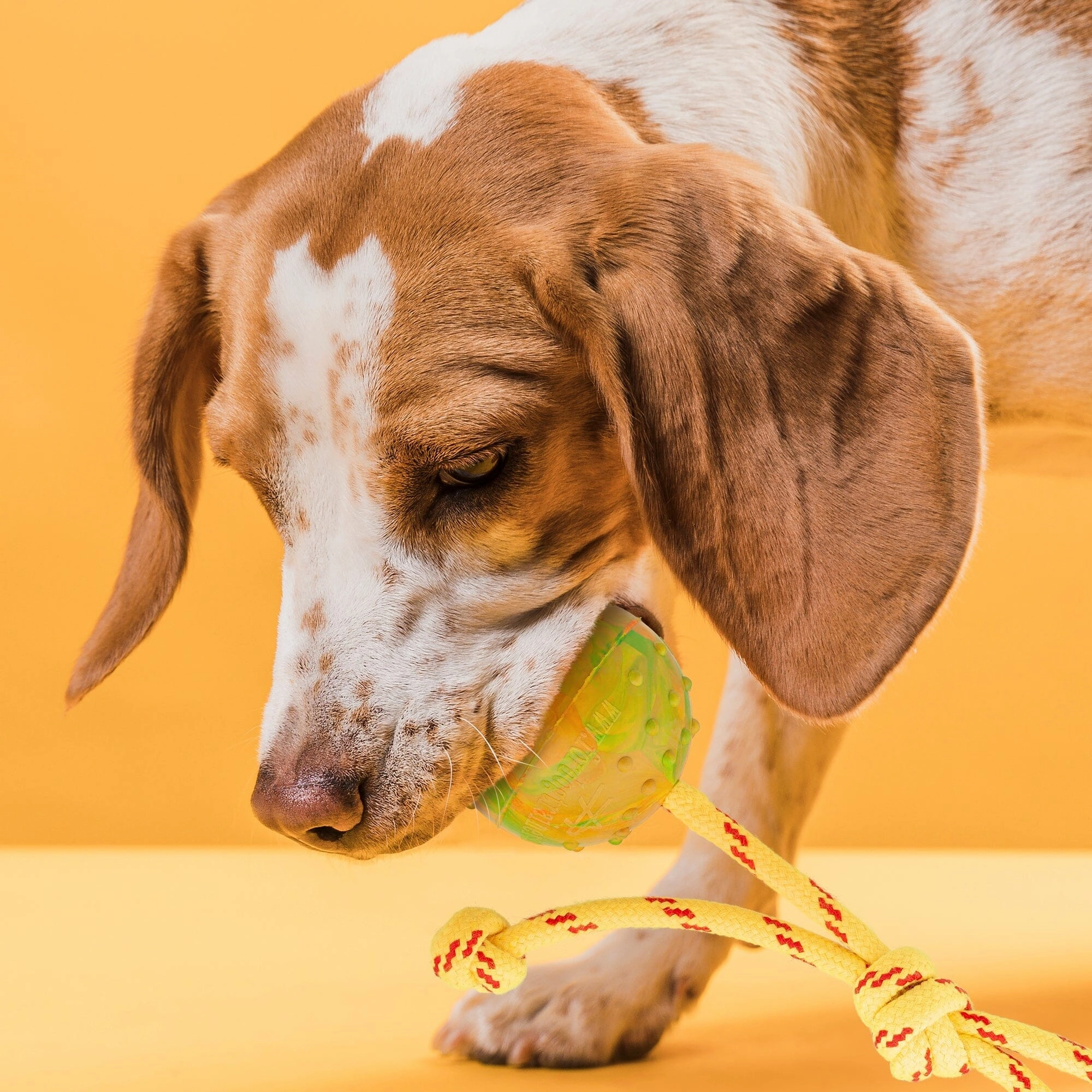 Dogline FDT Rubber Dog Ball on Rope, Medium - Diameter 2.3" (6 cm)