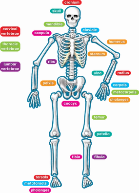 Human Skeleton Magnetic Accents
