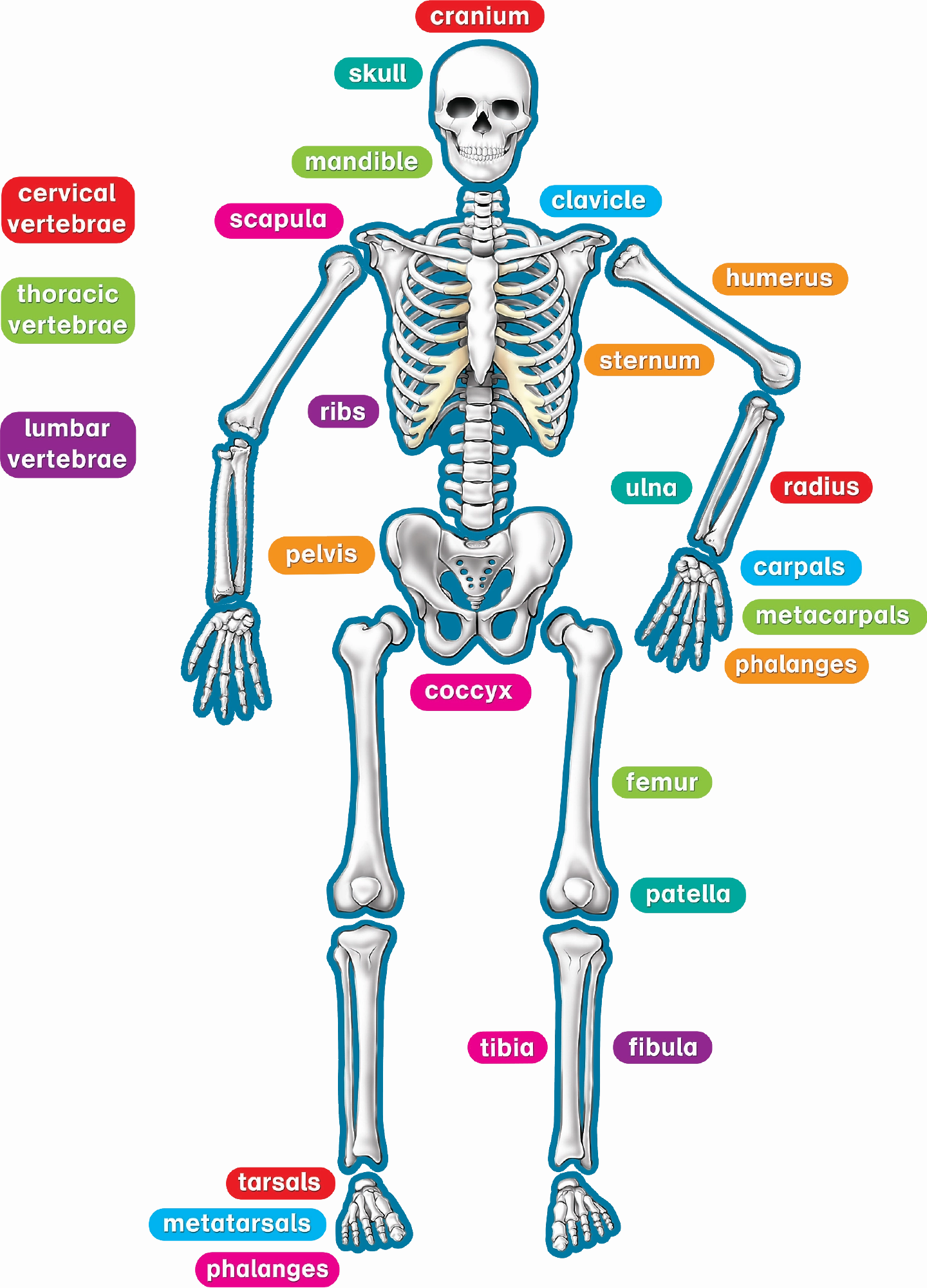 Human Skeleton Magnetic Accents