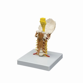 Spine Anatomy Model