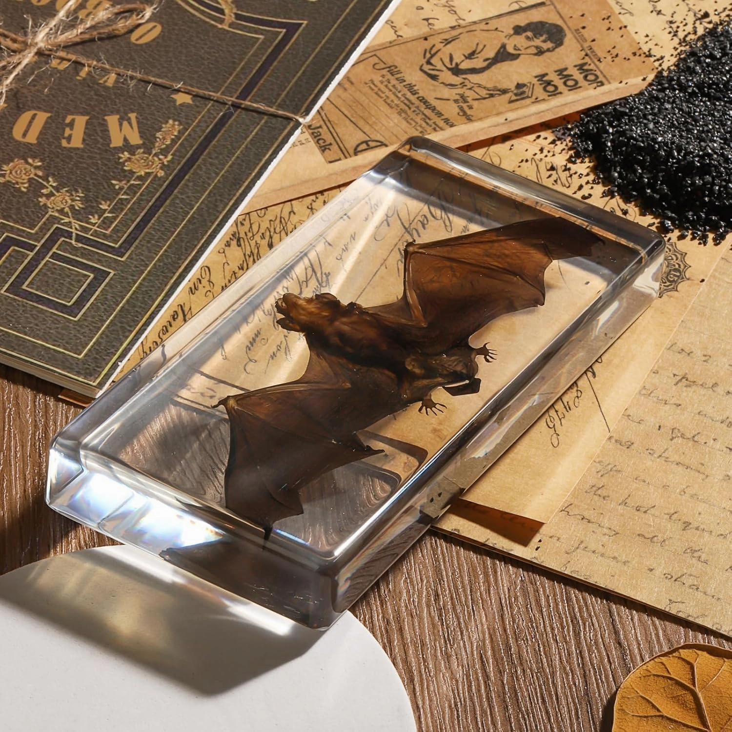 Taxidermy Bat, Real Bat Specimens Animal Specimen in Resin for Science Classroom Science Education, Great Gift for Fans of Taxidermy, Animal Skull, Oddities, Biology(5.5x2.5x0.7 Inch)