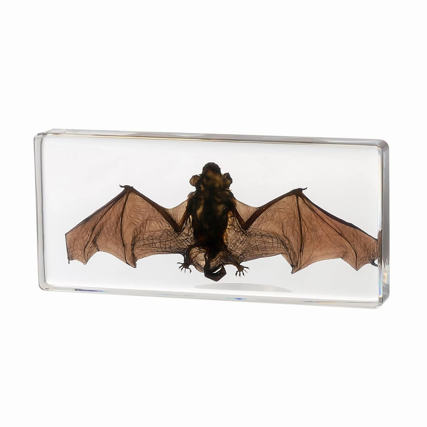 Taxidermy Bat, Real Bat Specimens Animal Specimen in Resin for Science Classroom Science Education, Great Gift for Fans of Taxidermy, Animal Skull, Oddities, Biology(5.5x2.5x0.7 Inch)