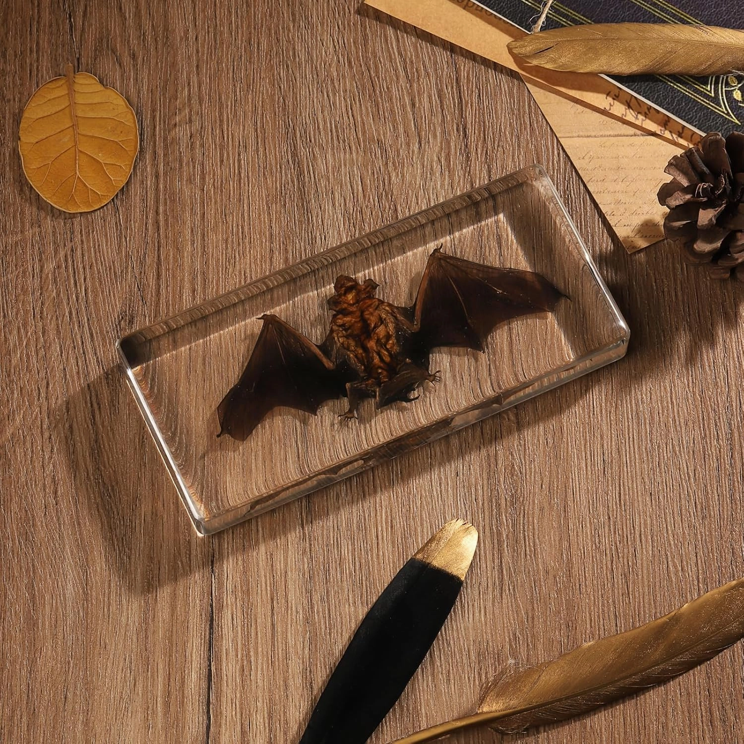 Taxidermy Bat, Real Bat Specimens Animal Specimen in Resin for Science Classroom Science Education, Great Gift for Fans of Taxidermy, Animal Skull, Oddities, Biology(5.5x2.5x0.7 Inch)