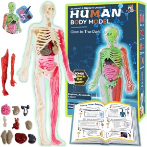 YOFUN Human Body Skeleton Model Kits for Kids,Interactive Anatomy Science Kit – Removable Muscles, Organs,Bones,STEM Educational Toys for Boys and Girls Aged 6 