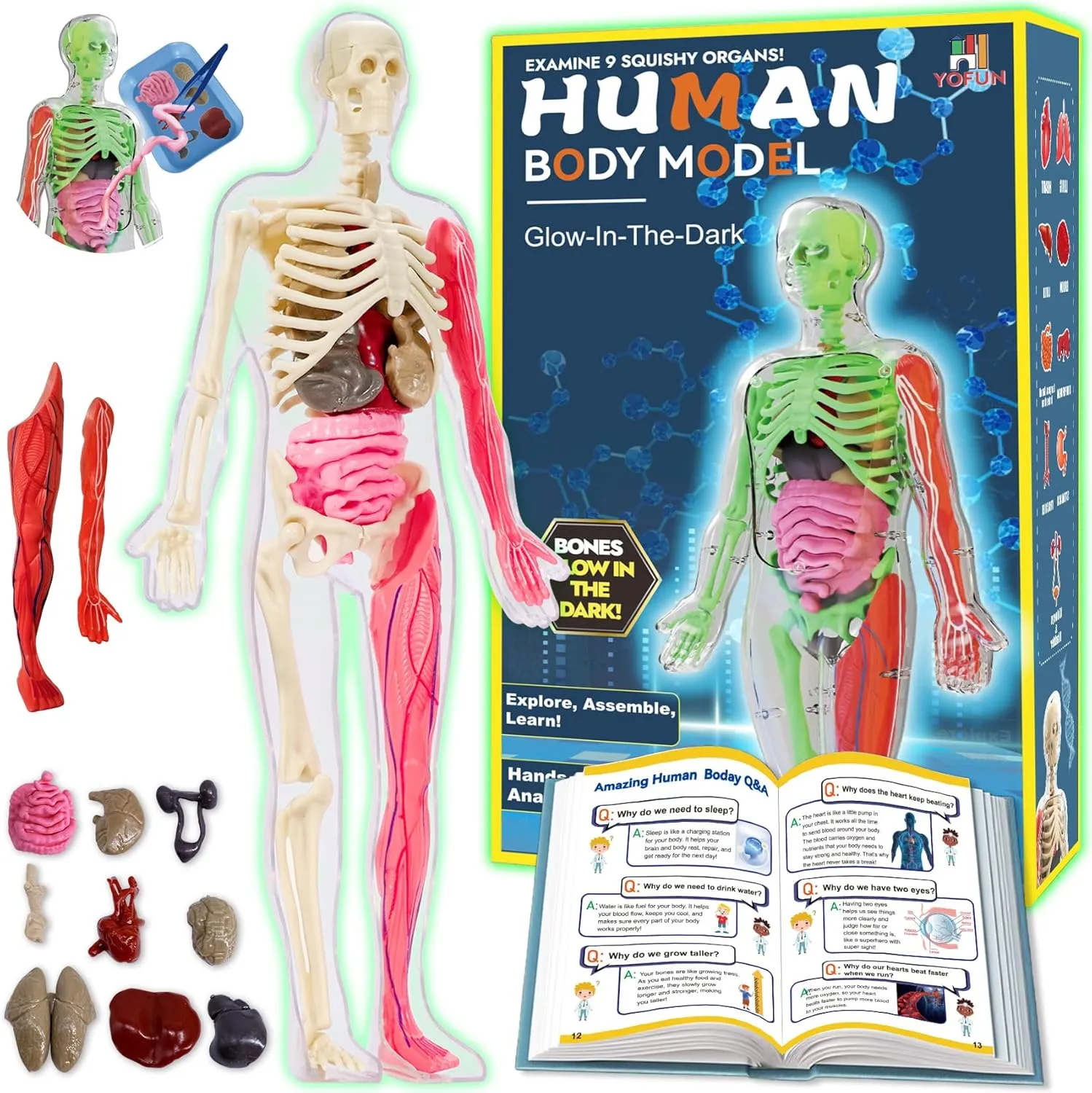 YOFUN Human Body Skeleton Model Kits for Kids,Interactive Anatomy Science Kit – Removable Muscles, Organs,Bones,STEM Educational Toys for Boys and Girls Aged 6 